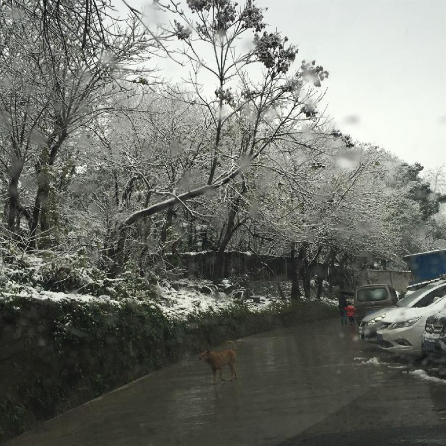 濾油機(jī)濾芯_重慶下雪啦