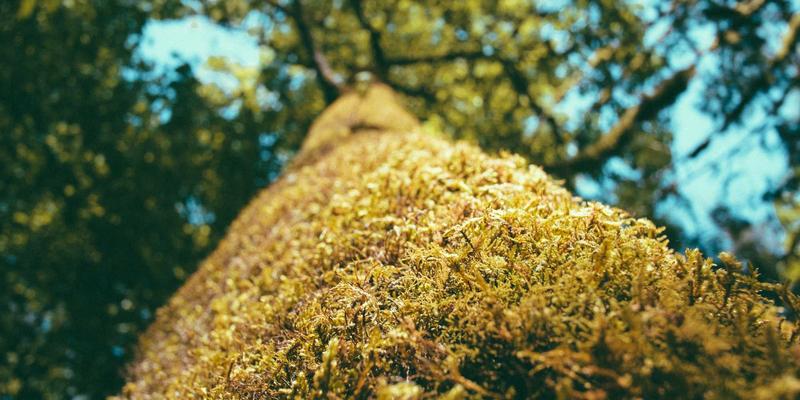 婚宴策划与婚礼策划的完美融合：一站式婚礼如何成就梦想盛宴